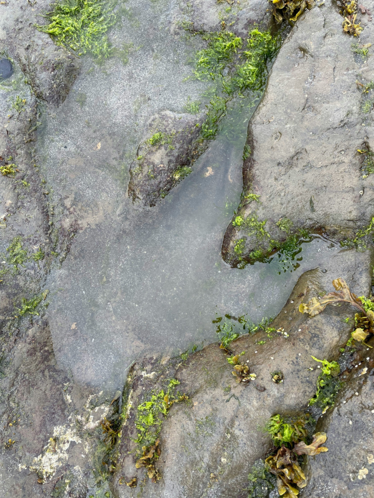 Giant Dinosaur Footprints Unearthed in Oxfordshire Quarry